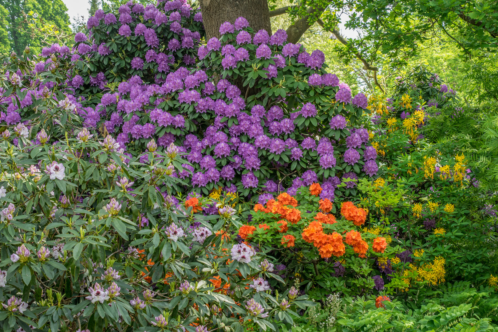 Blütenzauber V - Berggarten Hannover