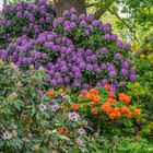 Blütenzauber V - Berggarten Hannover