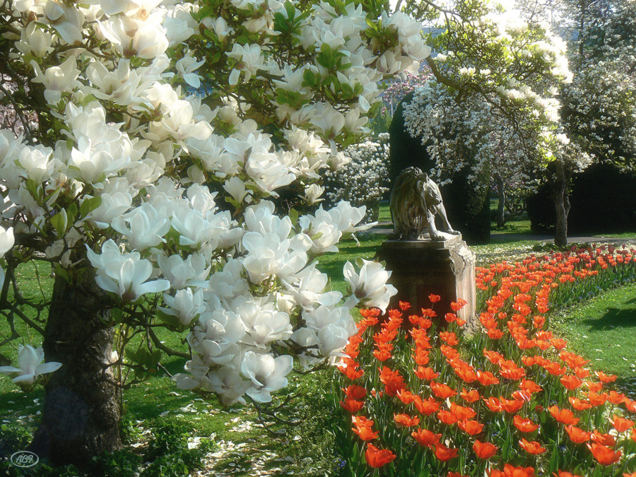 Blüte(n)zeit...