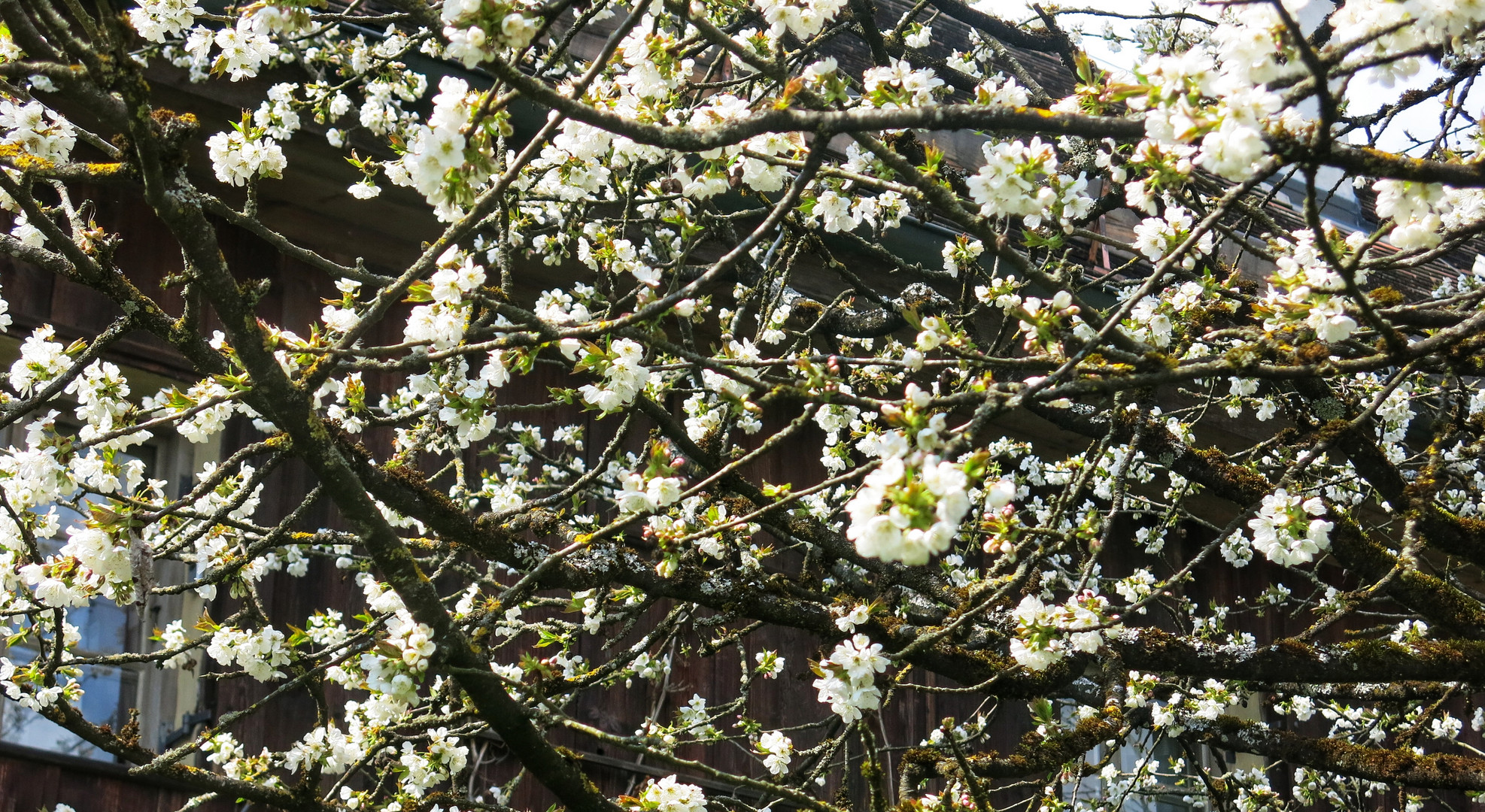 blütenzeit der bäume