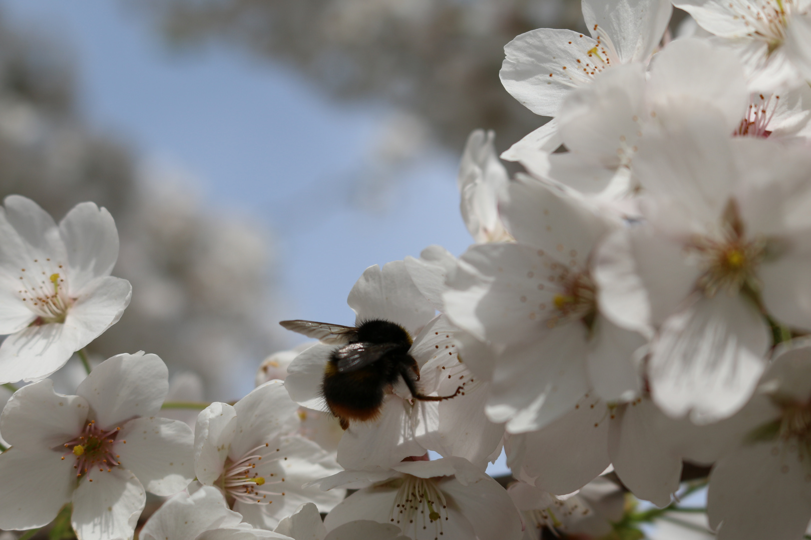 Blütenzeit mit Hummel