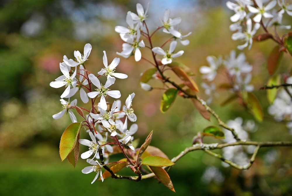 Blütenzweig