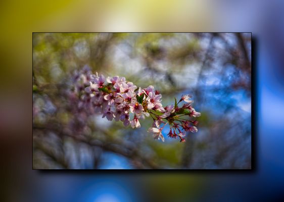 ....Blütenzweig....