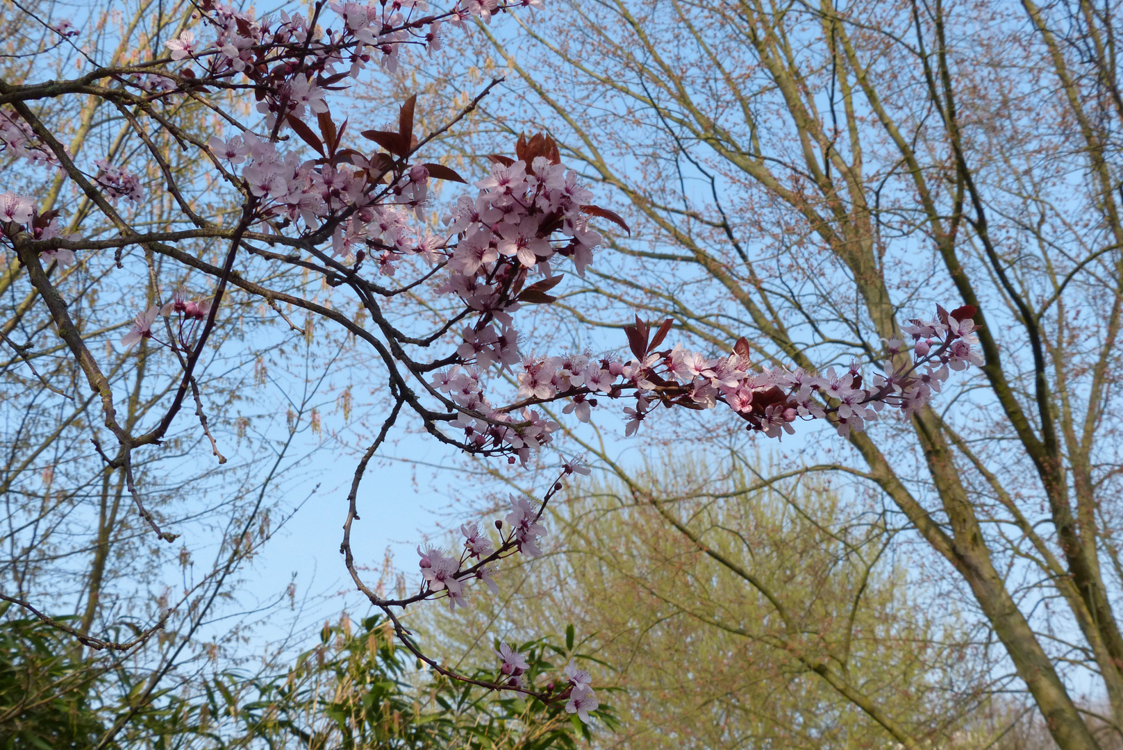 Blütenzweig im Frühling