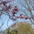 Blütenzweig im Frühling