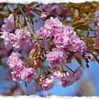 Blütenzweig " Japanische Kirsche"