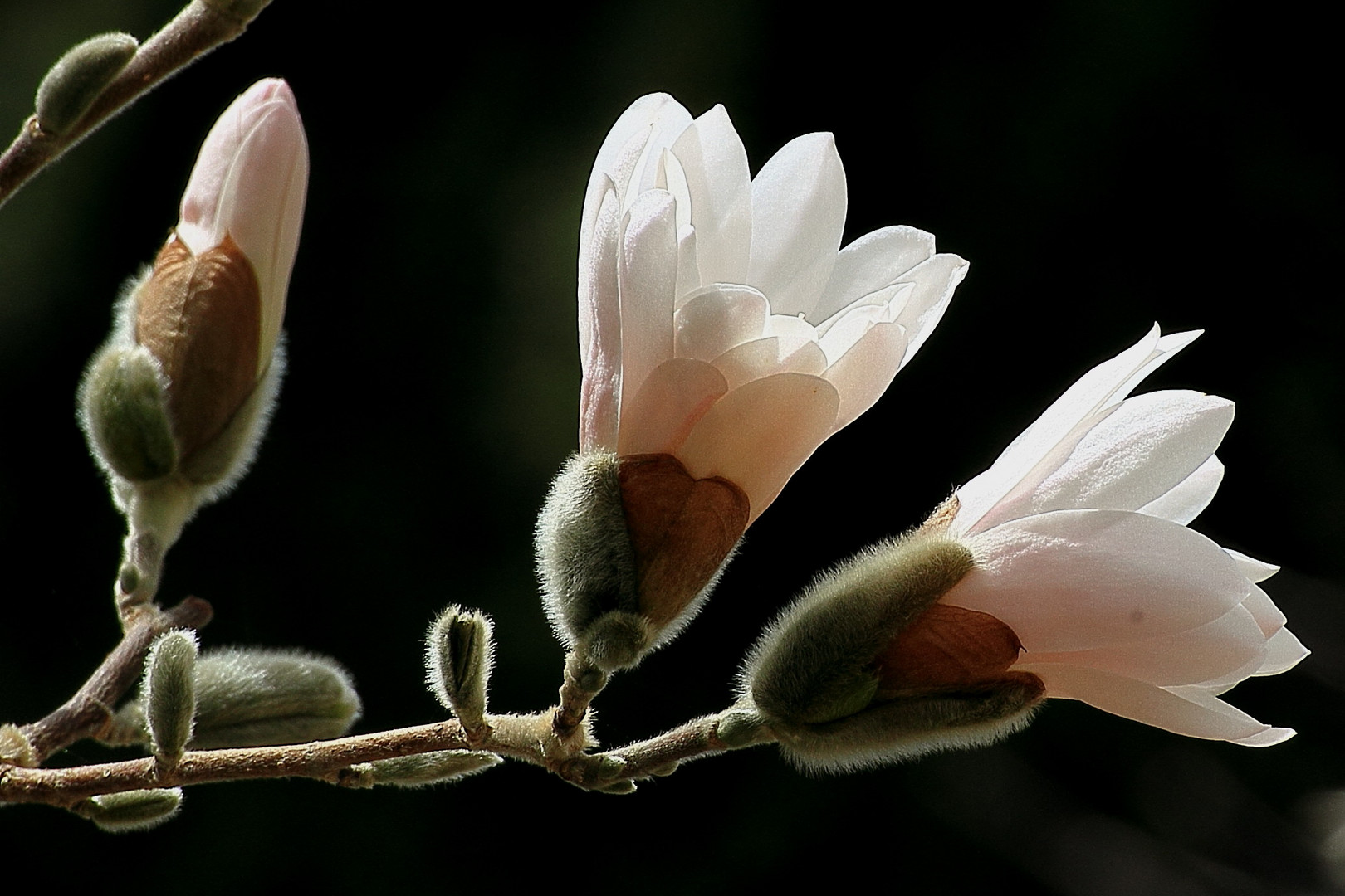 Blütenzweig Sternmagnolie