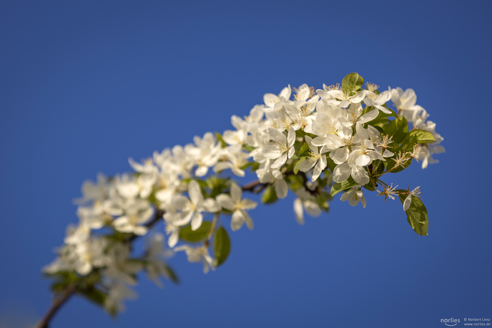 Blütenzweig vor blauem Himmel