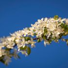 Blütenzweig vor blauem Himmel