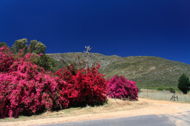 Blüterpracht in der Nähe von Citrusdal Südafrika