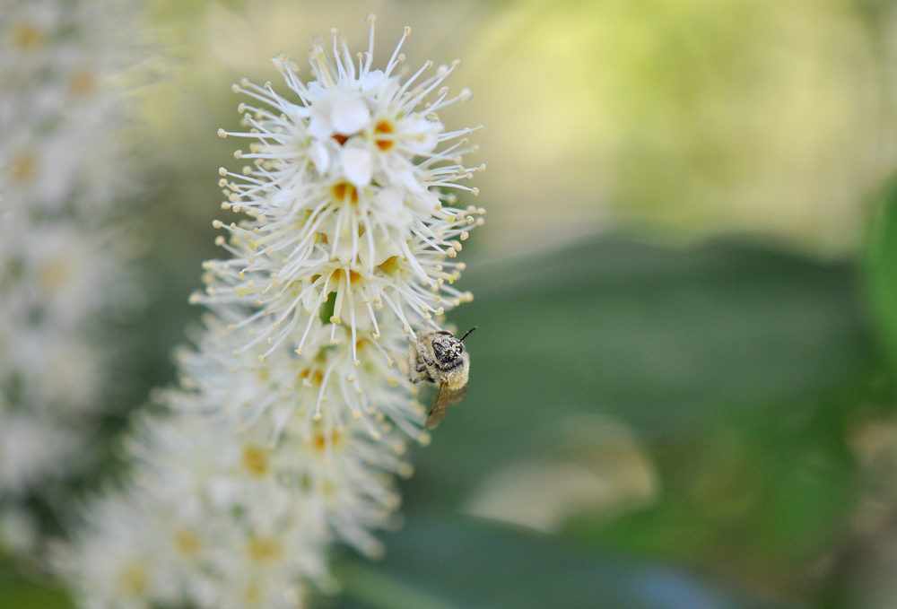 Blüte.staubt