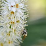 Blüte.staubt_hoch