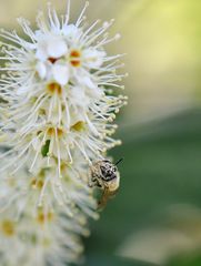 Blüte.staubt_hoch