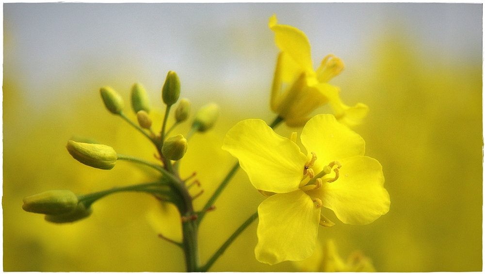 blüte.zeit