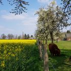 Blütezeit am Niederrhein