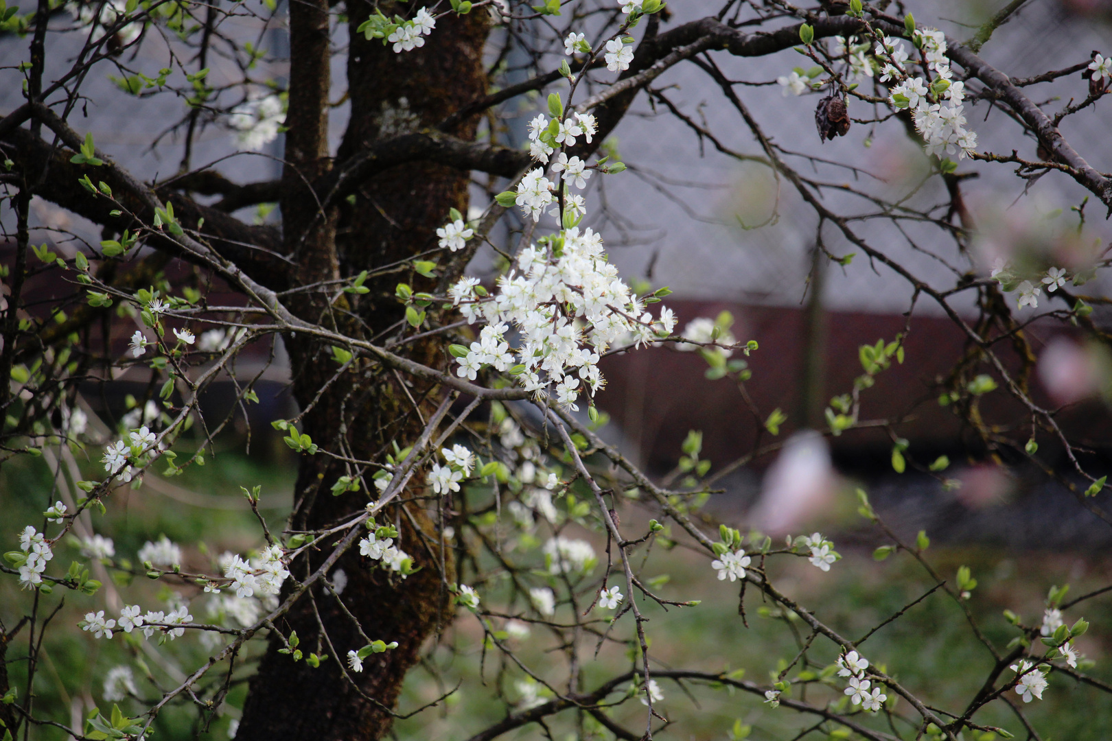 Blütezeit April