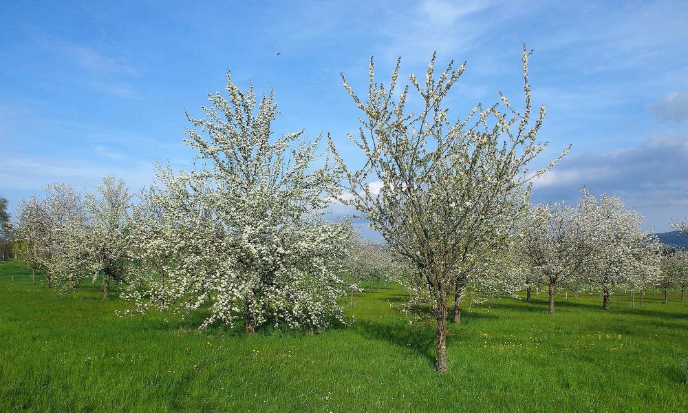 Blütezeit auf der Streuobstwiese