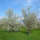 Blütezeit auf der Streuobstwiese