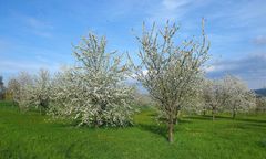 Blütezeit auf der Streuobstwiese