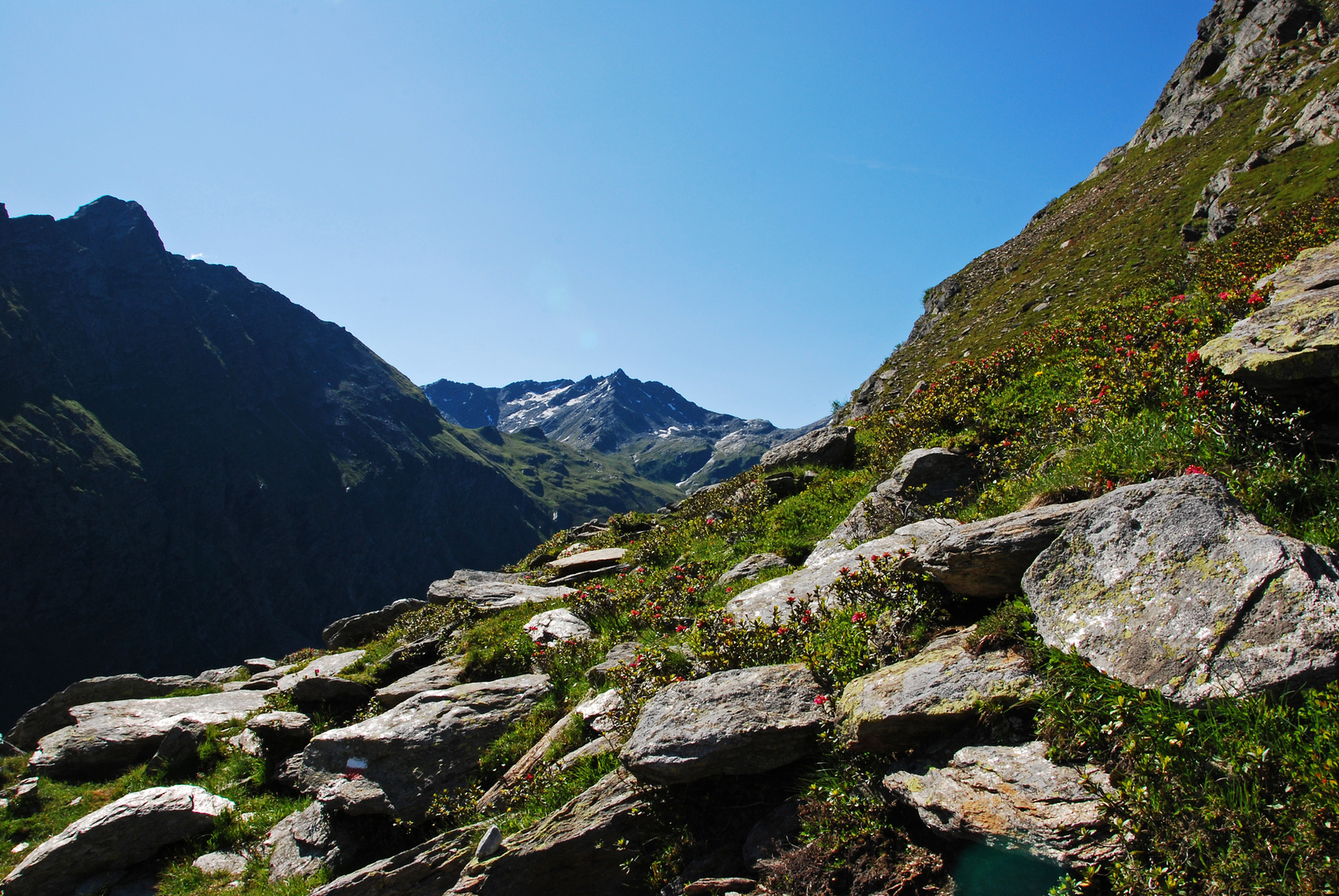 Blütezeit der Alpenrose