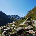 Blütezeit der Alpenrose