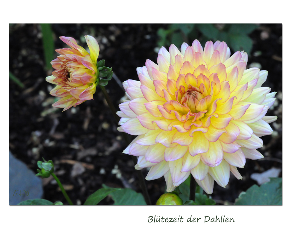 Blütezeit der Dahlien (6)
