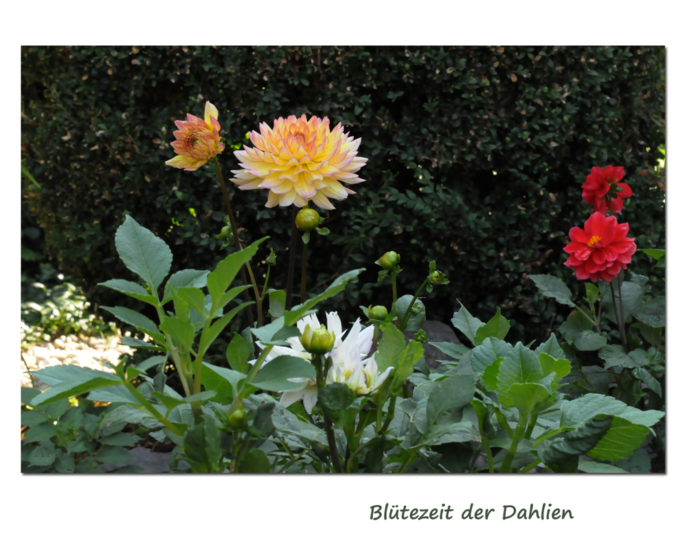 Blütezeit der Dahlien (7)