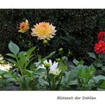 Blütezeit der Dahlien (7)