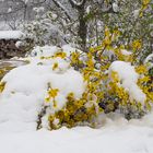 Blütezeit der Forsythie 