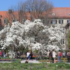 Blütezeit der Magnolienbäume im Botanischen Garten München.