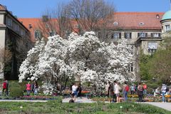 Blütezeit der Magnolienbäume im Botanischen Garten München.