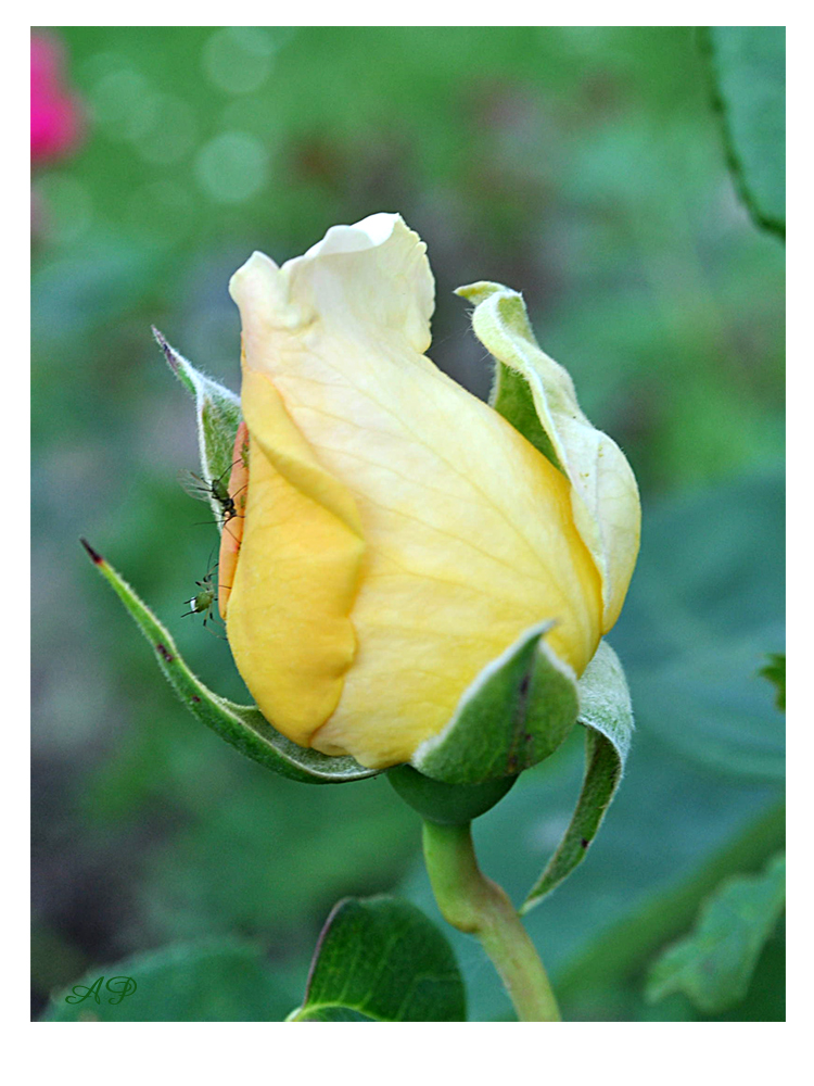 Blütezeit der Rosen (10)
