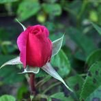Blütezeit der Rosen (12)