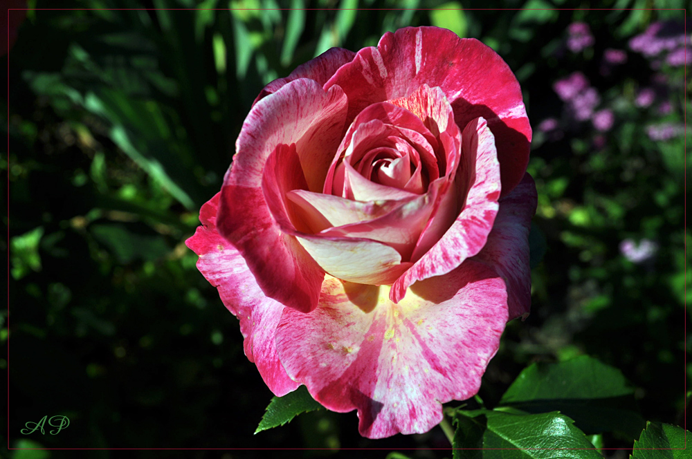 Blütezeit der Rosen (14)