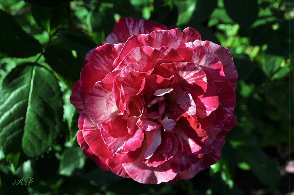 Blütezeit der Rosen (15)