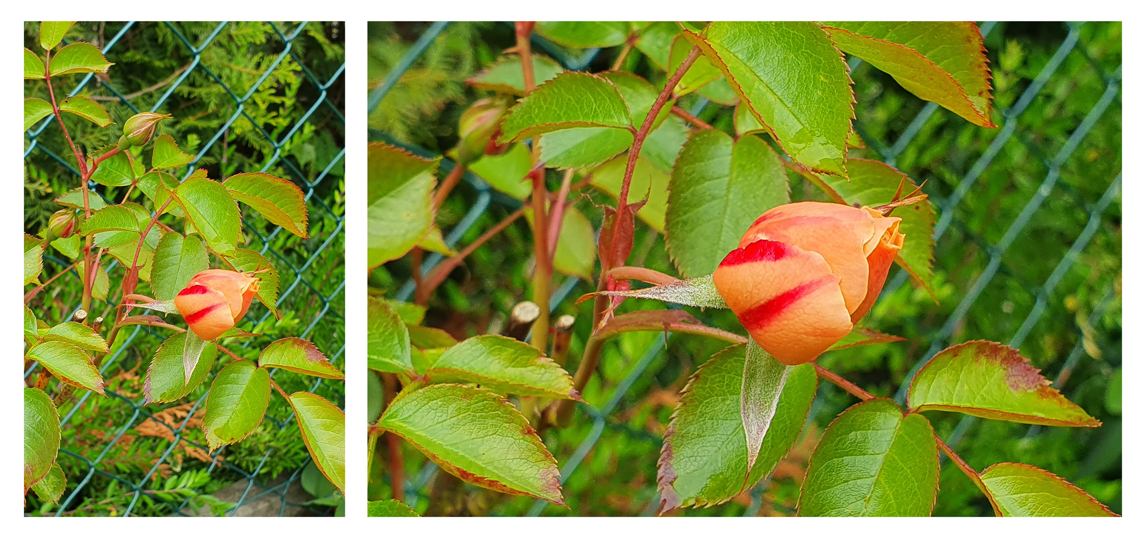 Blütezeit der Rosen...