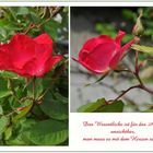 Blütezeit der Rosen (2)