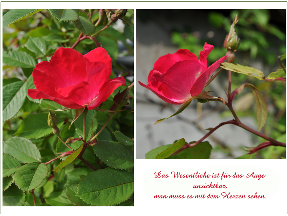 Blütezeit der Rosen (2)