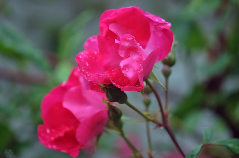 Blütezeit der Rosen (3)