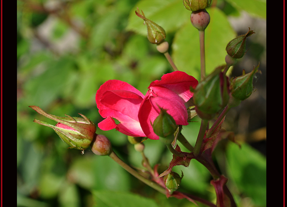 Blütezeit der Rosen (4)