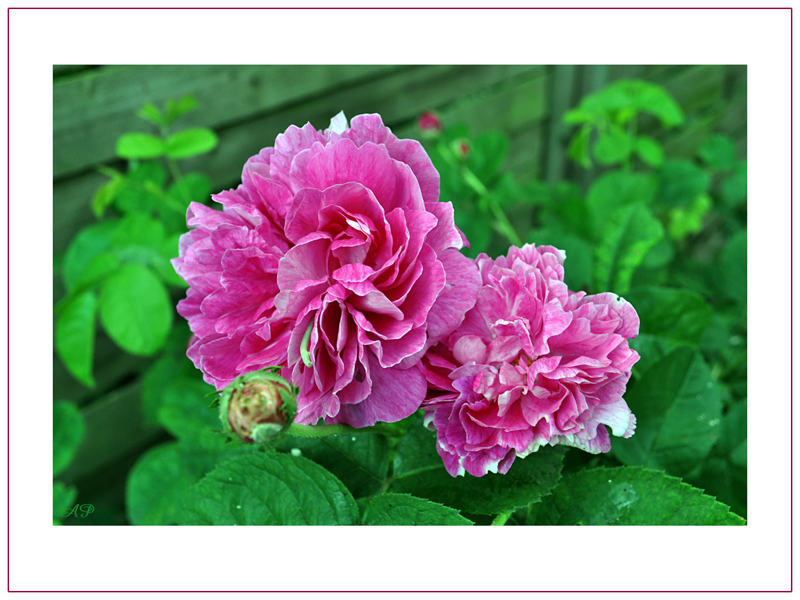 Blütezeit der Rosen (5)