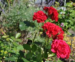 Blütezeit der Rosen