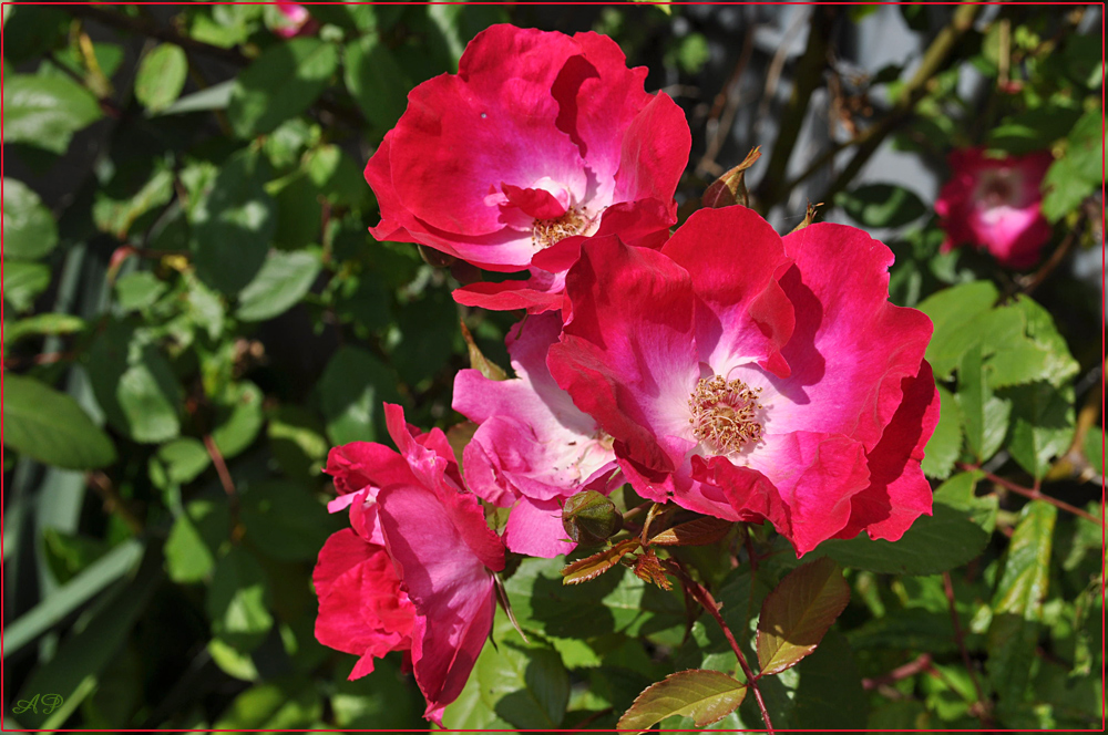 Blütezeit der Rosen (7)