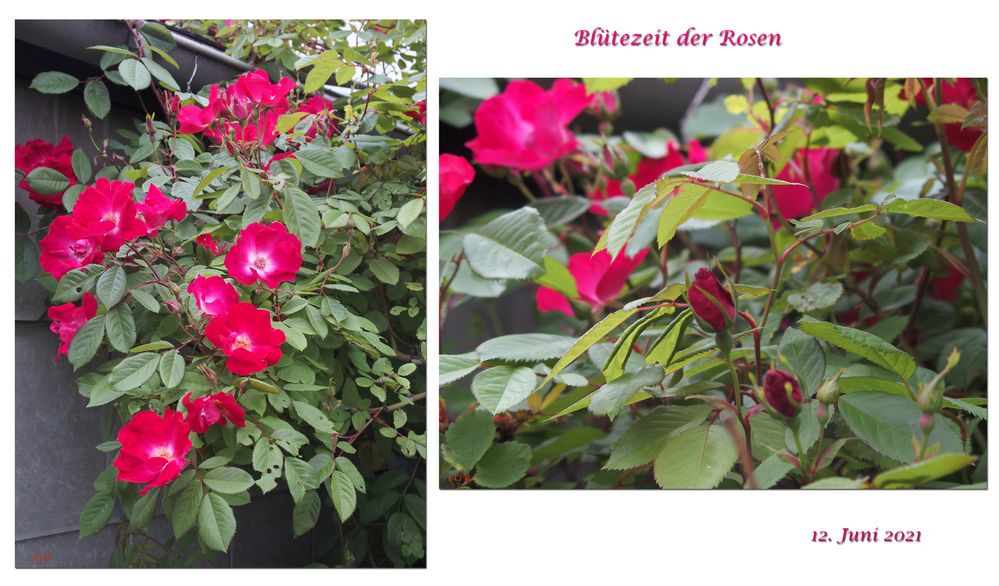 Blütezeit der Rosen**