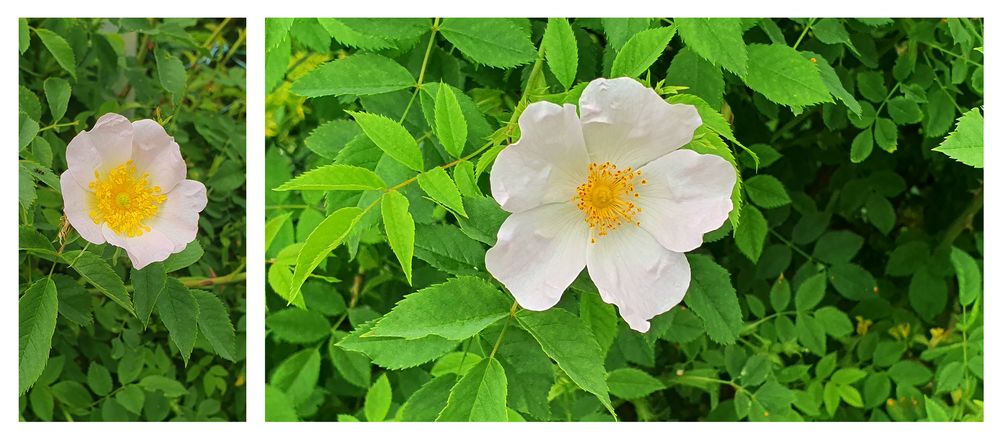 Blütezeit der Rosen...