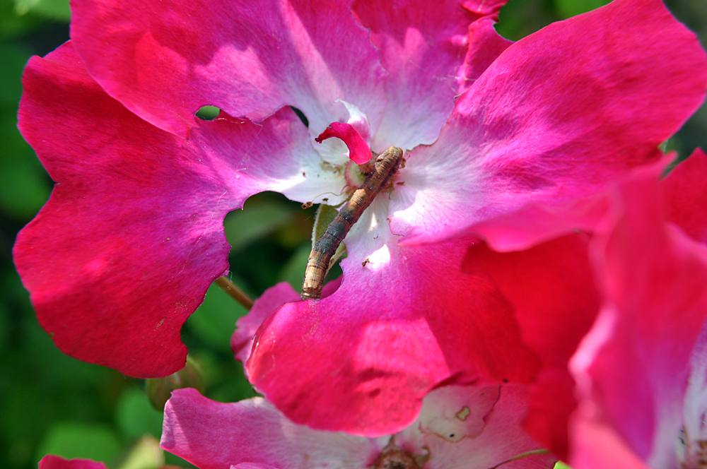 Blütezeit der Rosen (8)