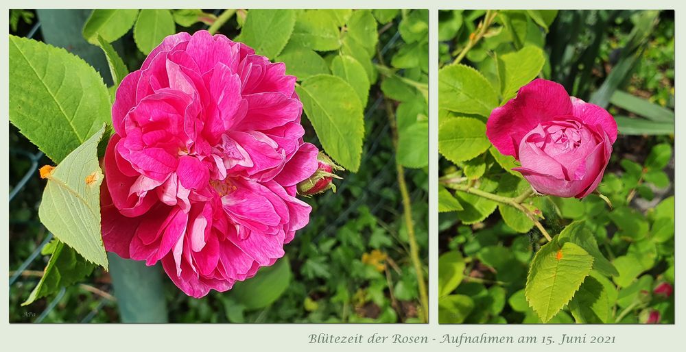 ~Blütezeit der Rosen~