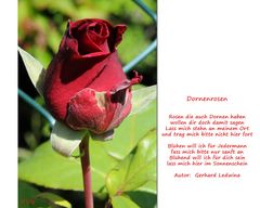 Blütezeit der Rosen_2