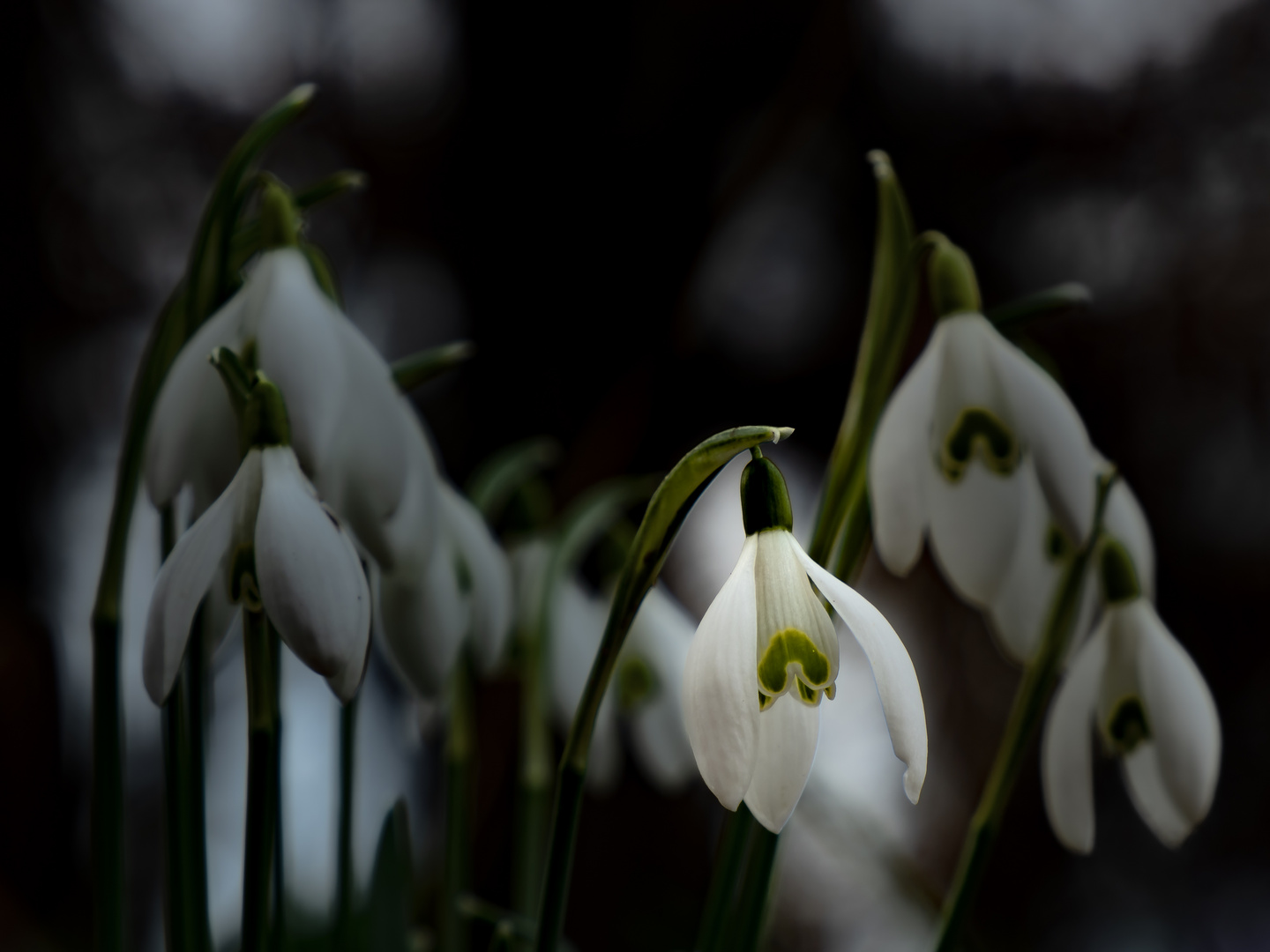 Blütezeit der Schneeglöckchen 