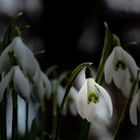 Blütezeit der Schneeglöckchen 